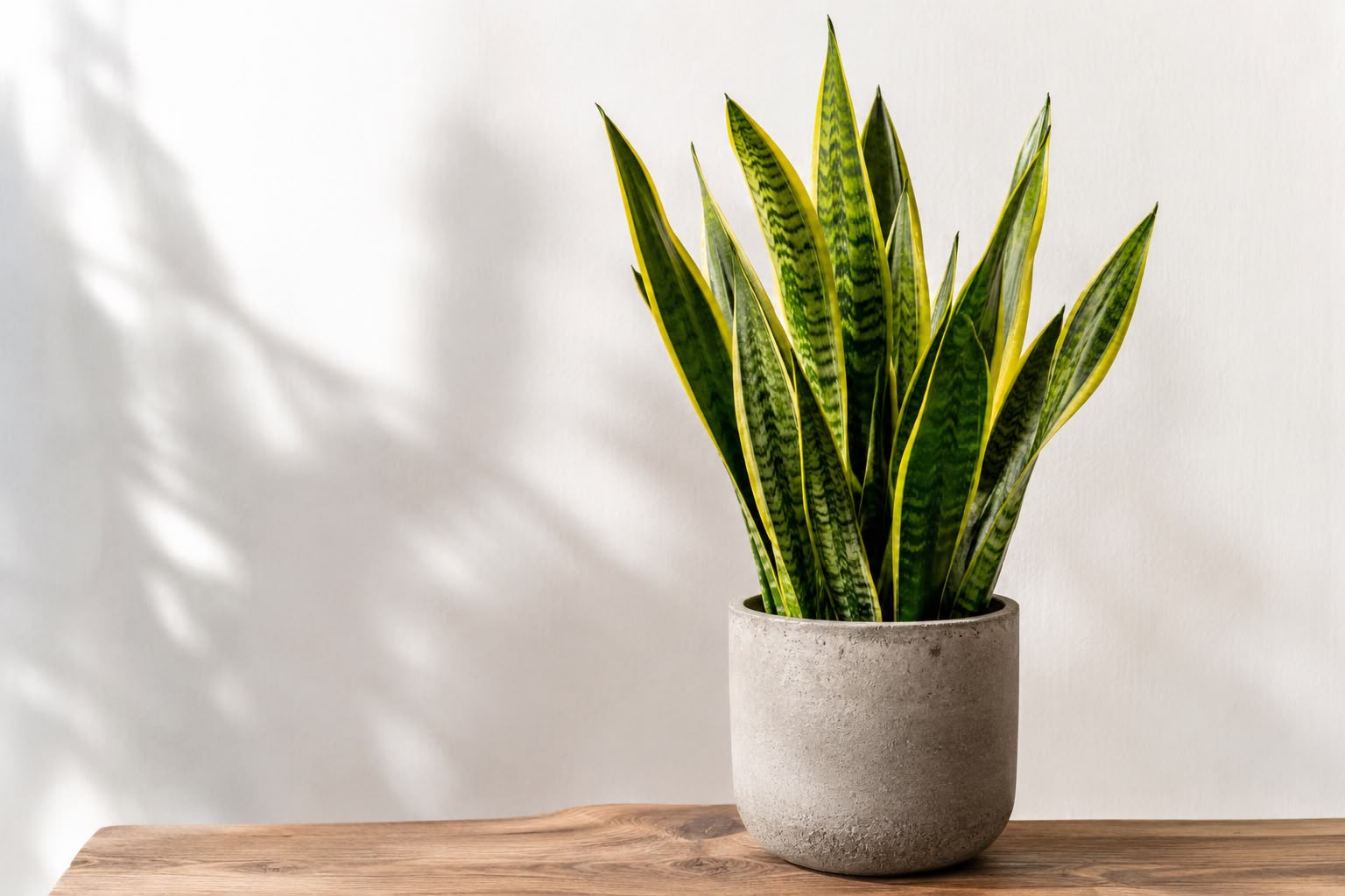 How to Care for Your Snake Plant