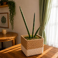 African Spear Plant