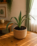 Agave Americana Variegated
