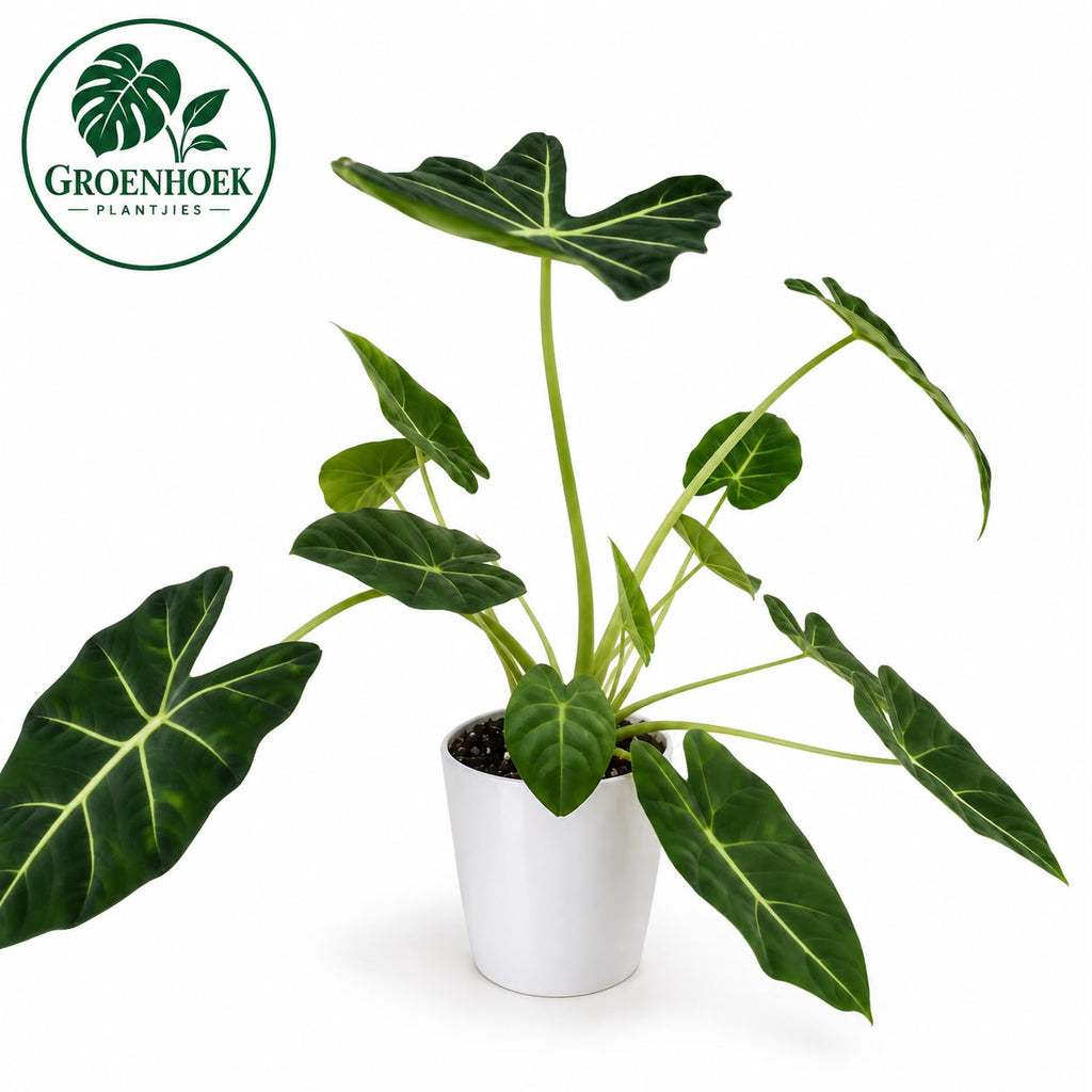 Alocasia Frydek
