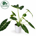 Alocasia Frydek