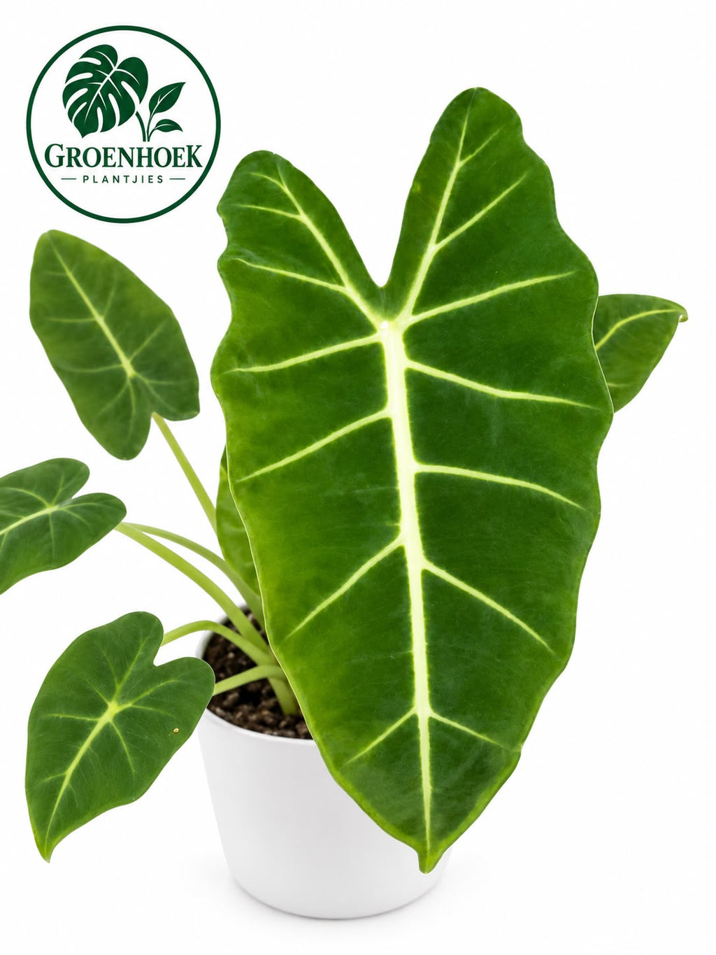 Alocasia Frydek