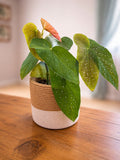 Begonia Polka Dot