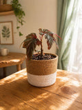 Begonia Rex