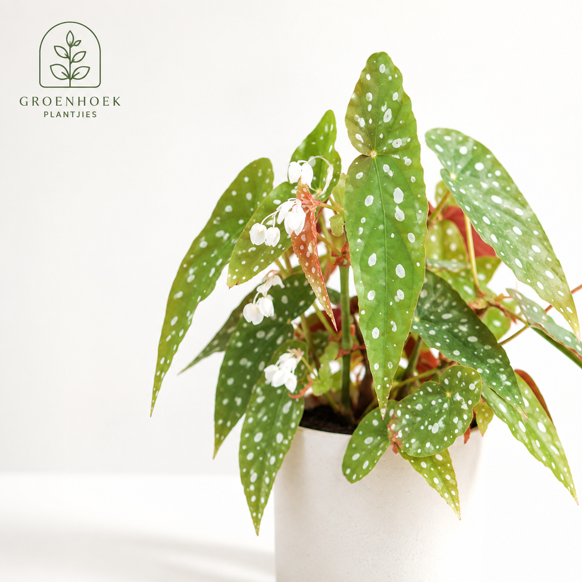 Begonia Polka Dot