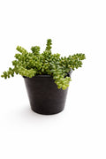 Burro's Tail