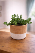 Burro's Tail