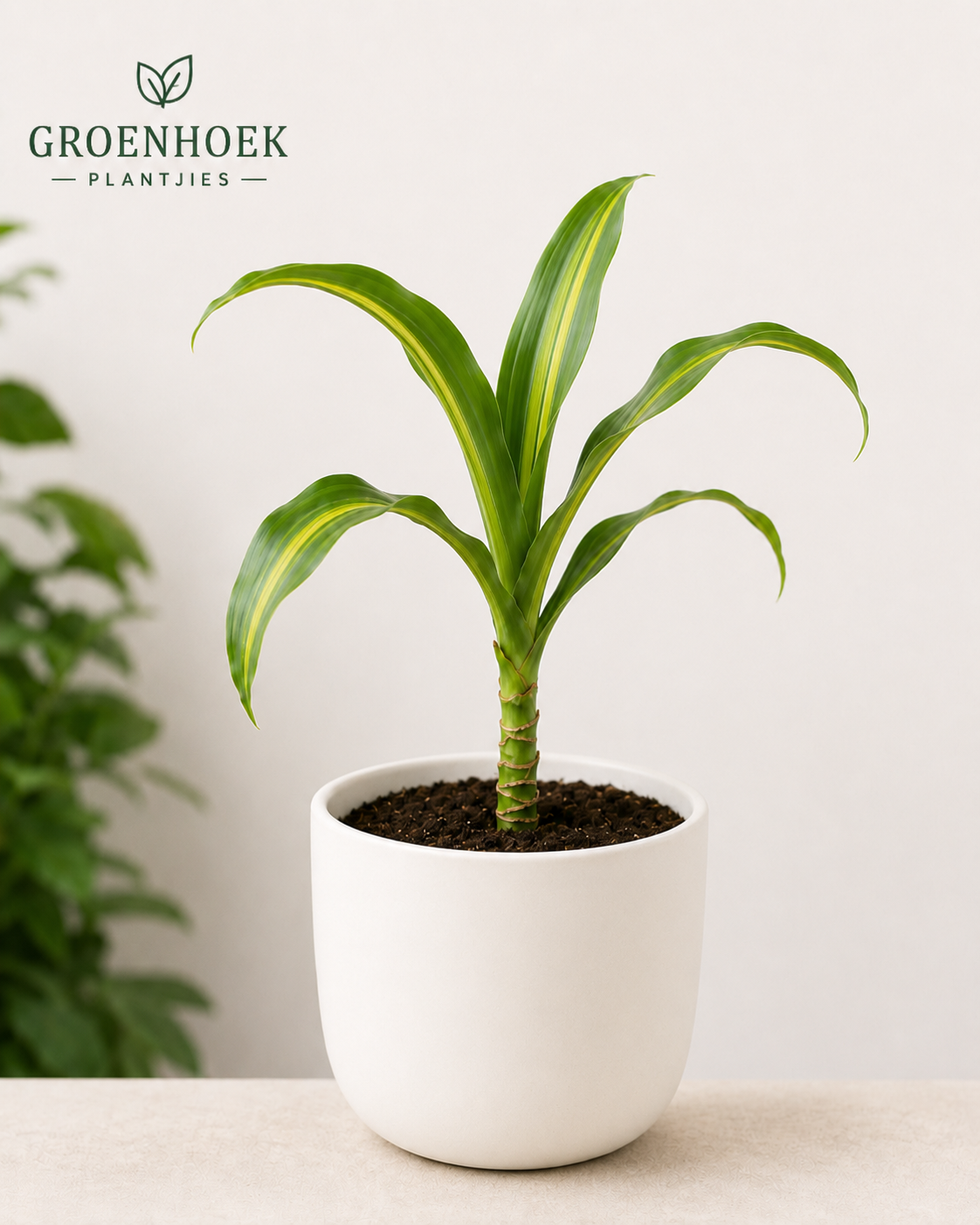 Corn Plant