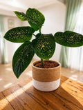Dieffenbachia-Reflector  (Medium)