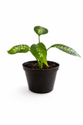 Dieffenbachia