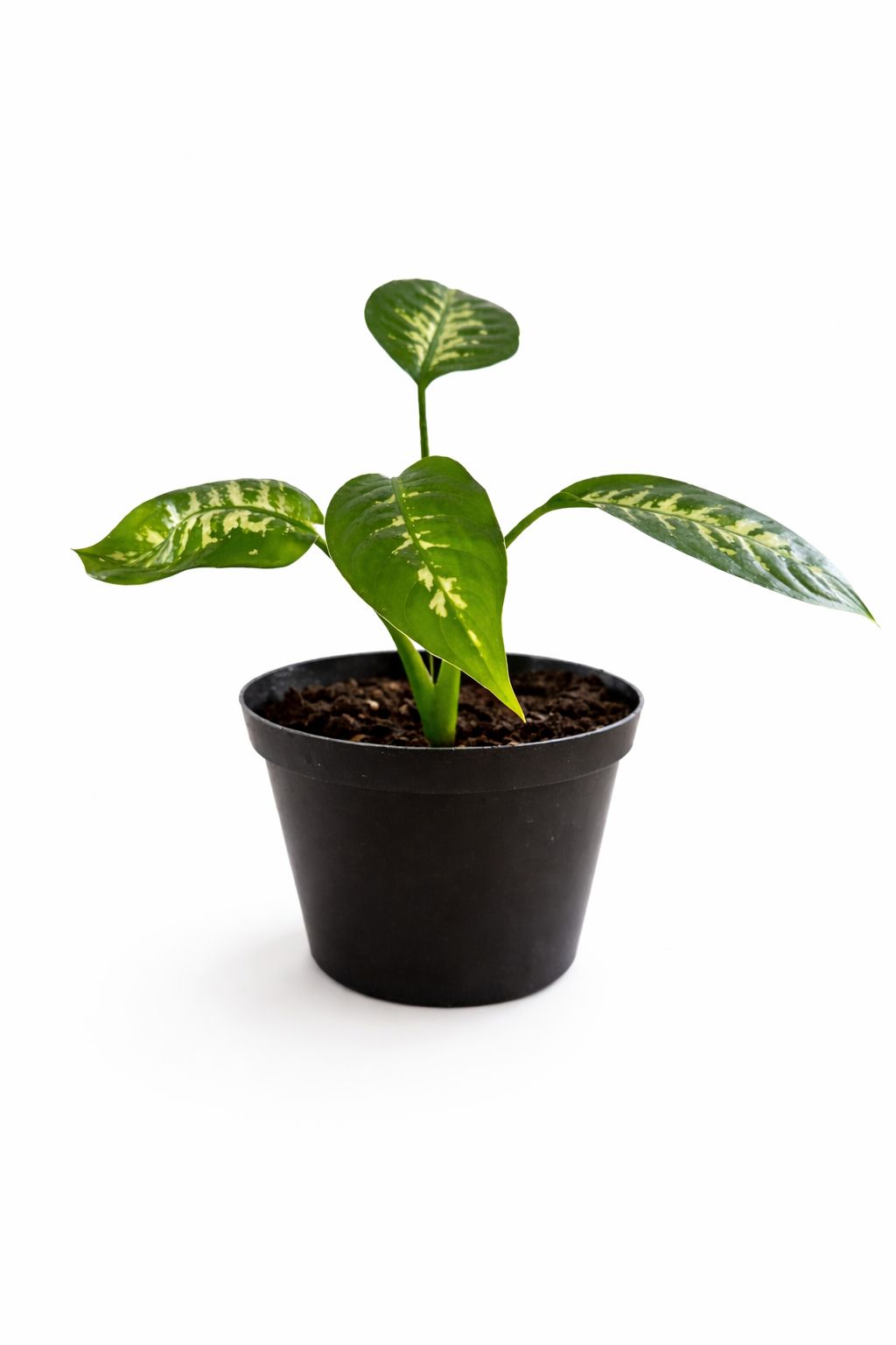 Dieffenbachia