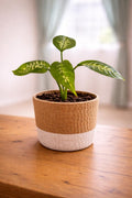 Dieffenbachia-Alex (Small)