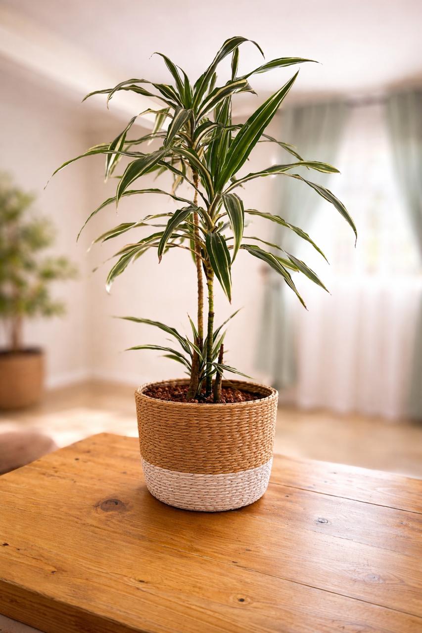 Dracaena (Dragon Tree) Large