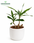 Dracaena (Dragon Tree) Medium