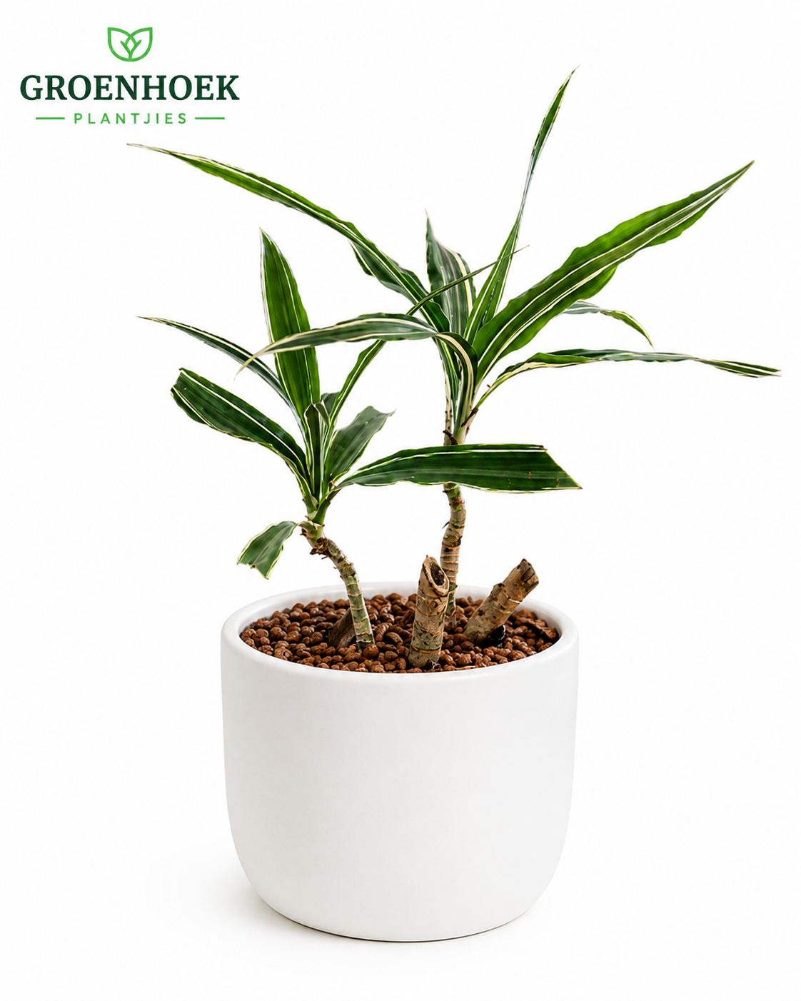 Dracaena (Dragon Tree) Medium