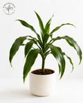 Dracaena Fragrans