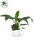 Giant Peace Lily