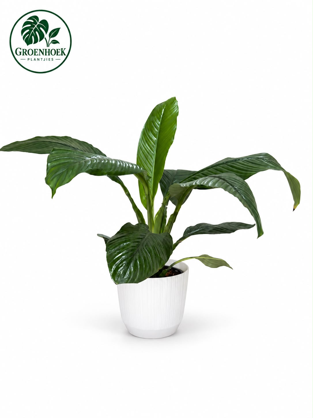 Giant Peace Lily