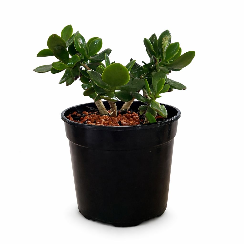 Jade Plant