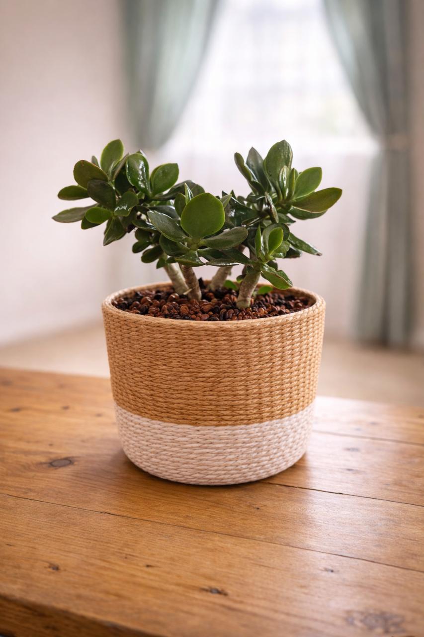 Jade Plant
