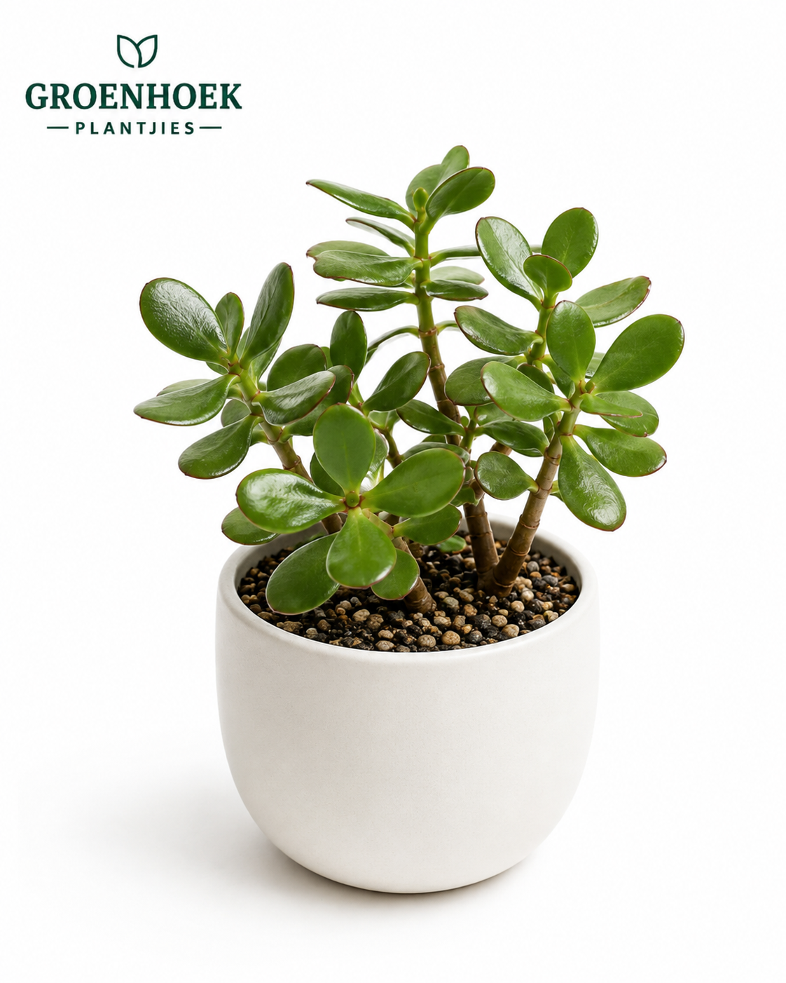 Jade Plant