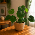 Monstera Deliciosa