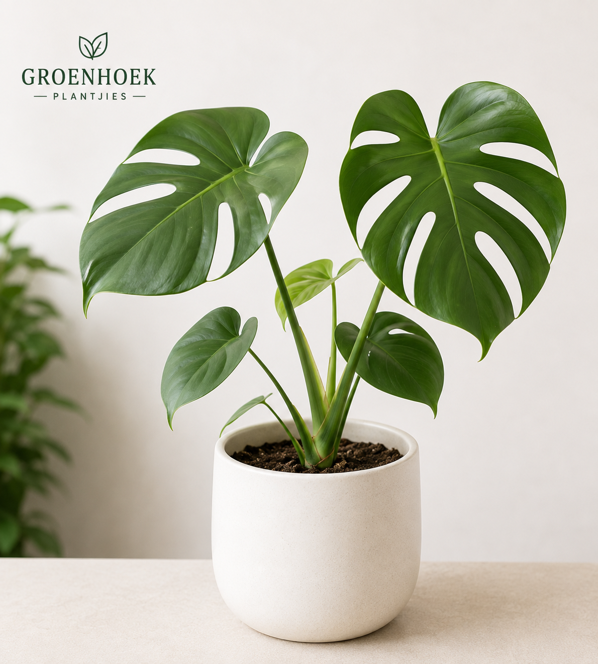 Monstera Deliciosa
