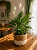 Peace Lily