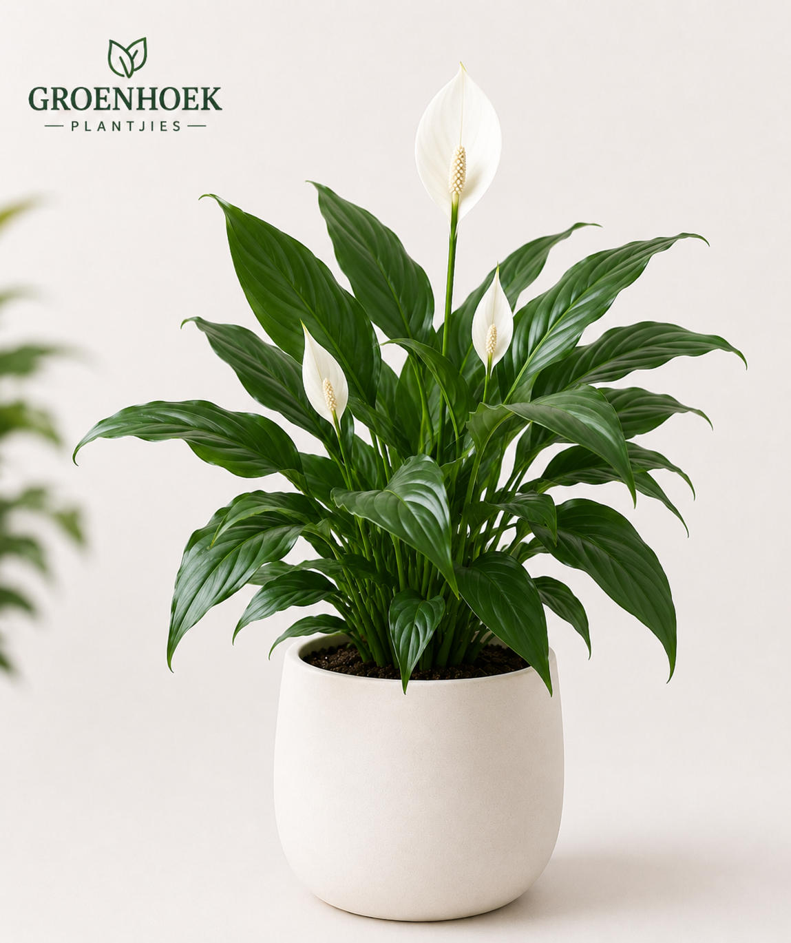 Peace Lily