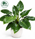 Philodendron Imperial Green