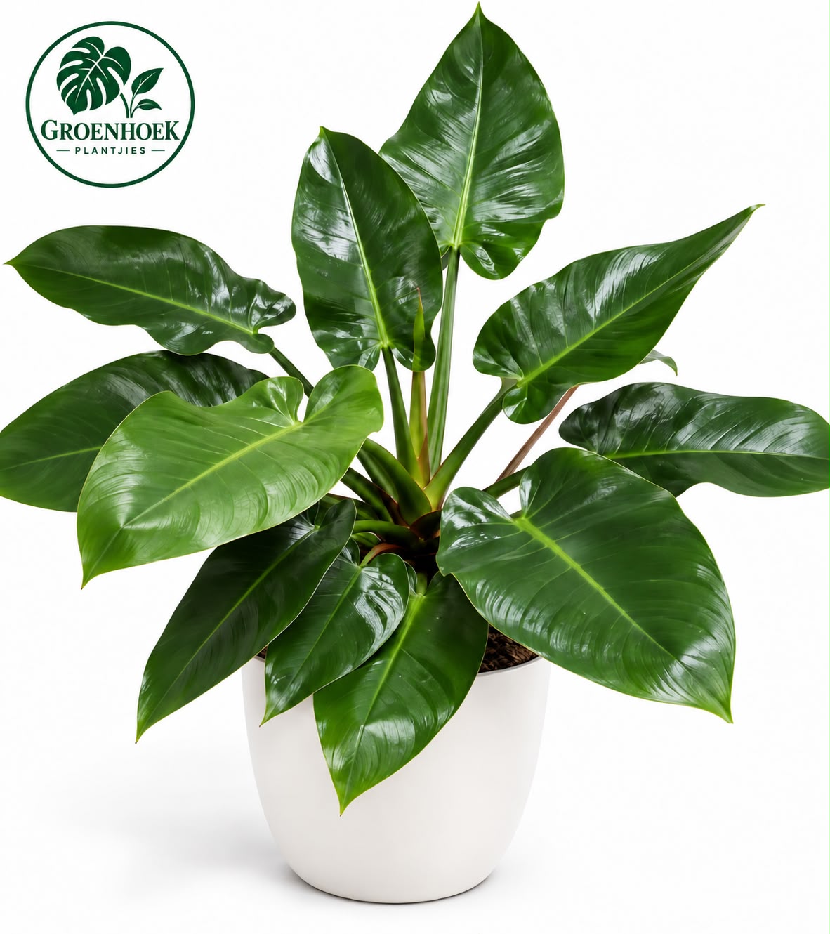 Philodendron Imperial Green