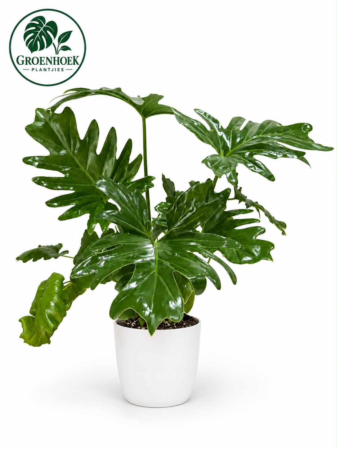 Philodendron Selloum