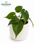 Philodendron Heartleaf