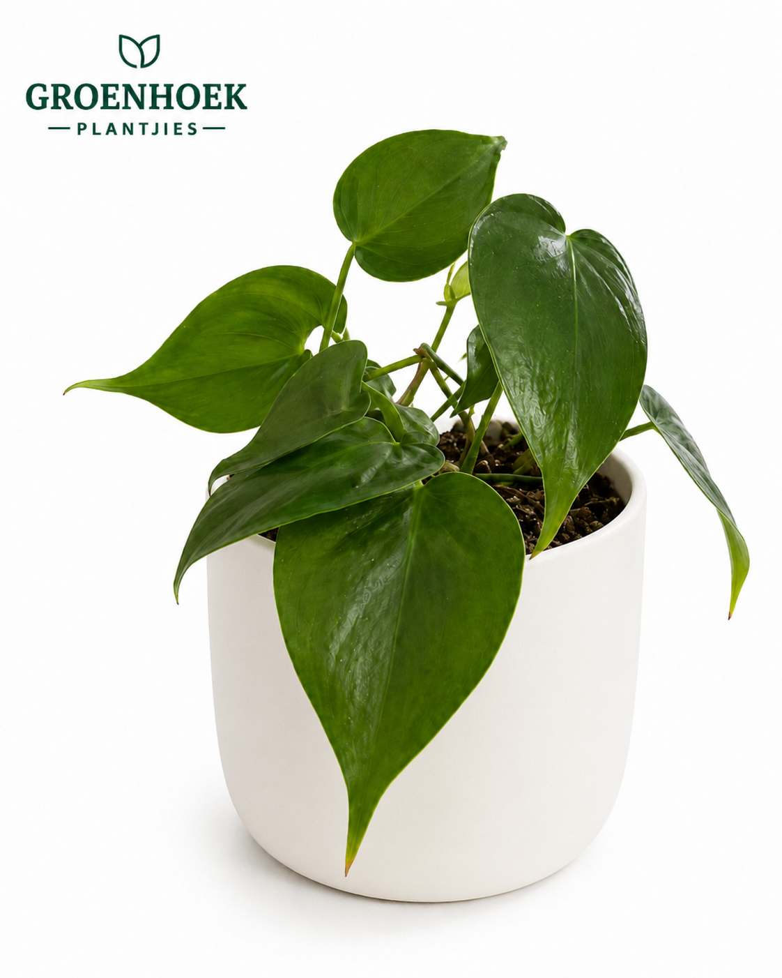 Philodendron Heartleaf