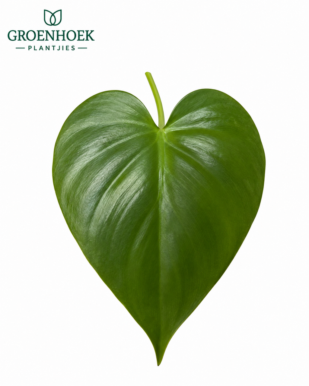 Philodendron Heartleaf