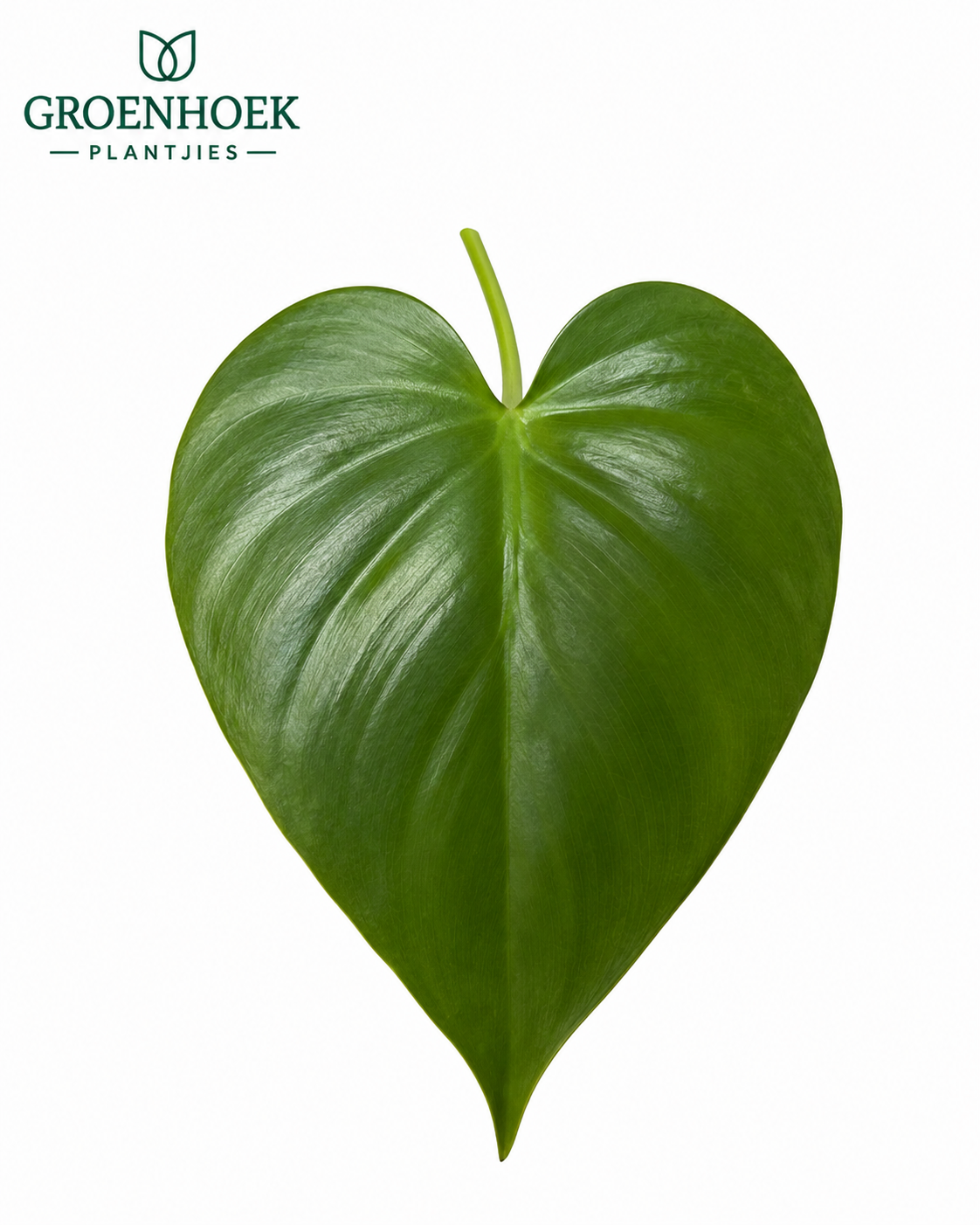 Philodendron Heartleaf