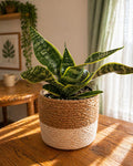 Rosetta Snake Plant