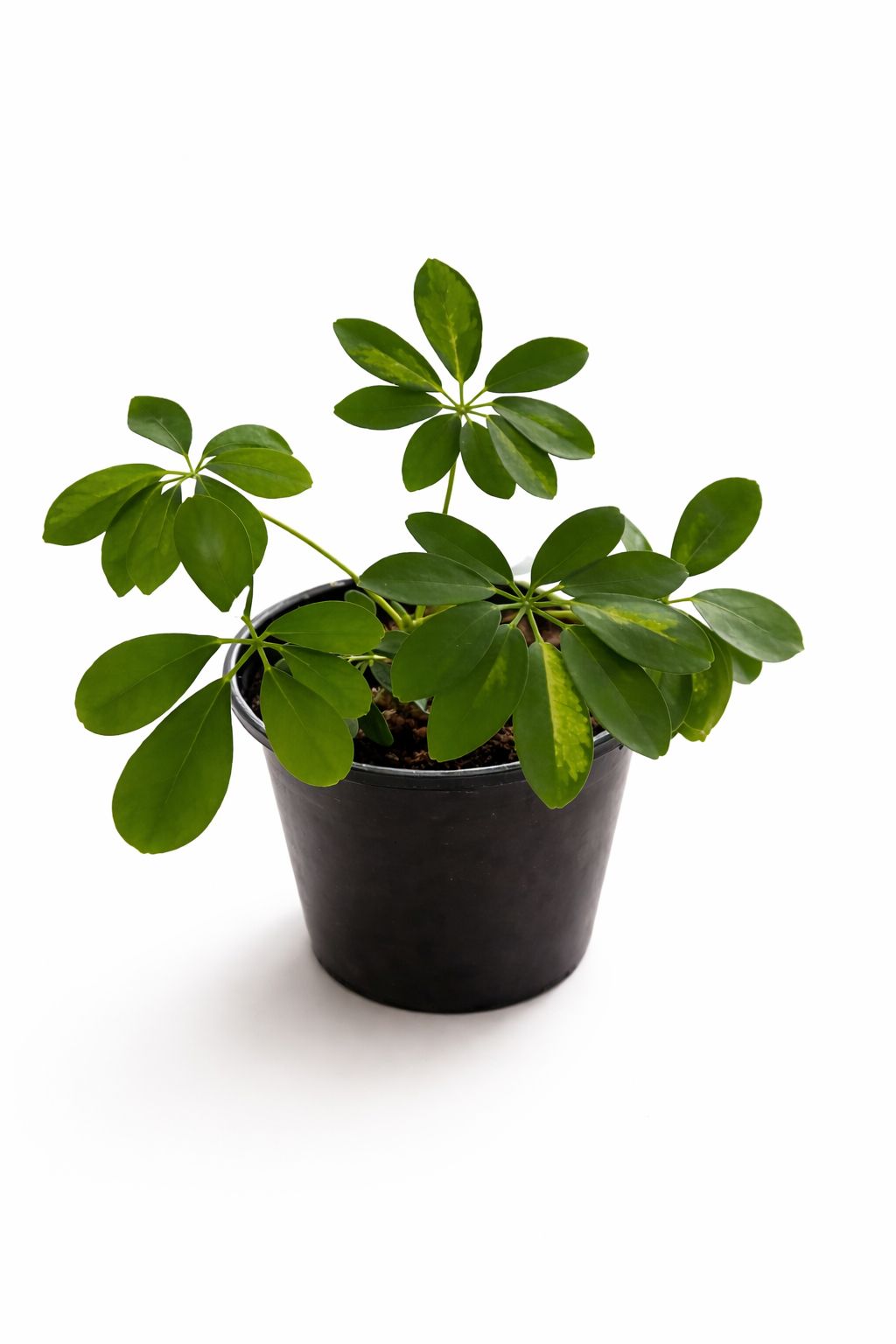 Schefflera (Umbrella Plant)