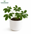Schefflera (Umbrella Plant)