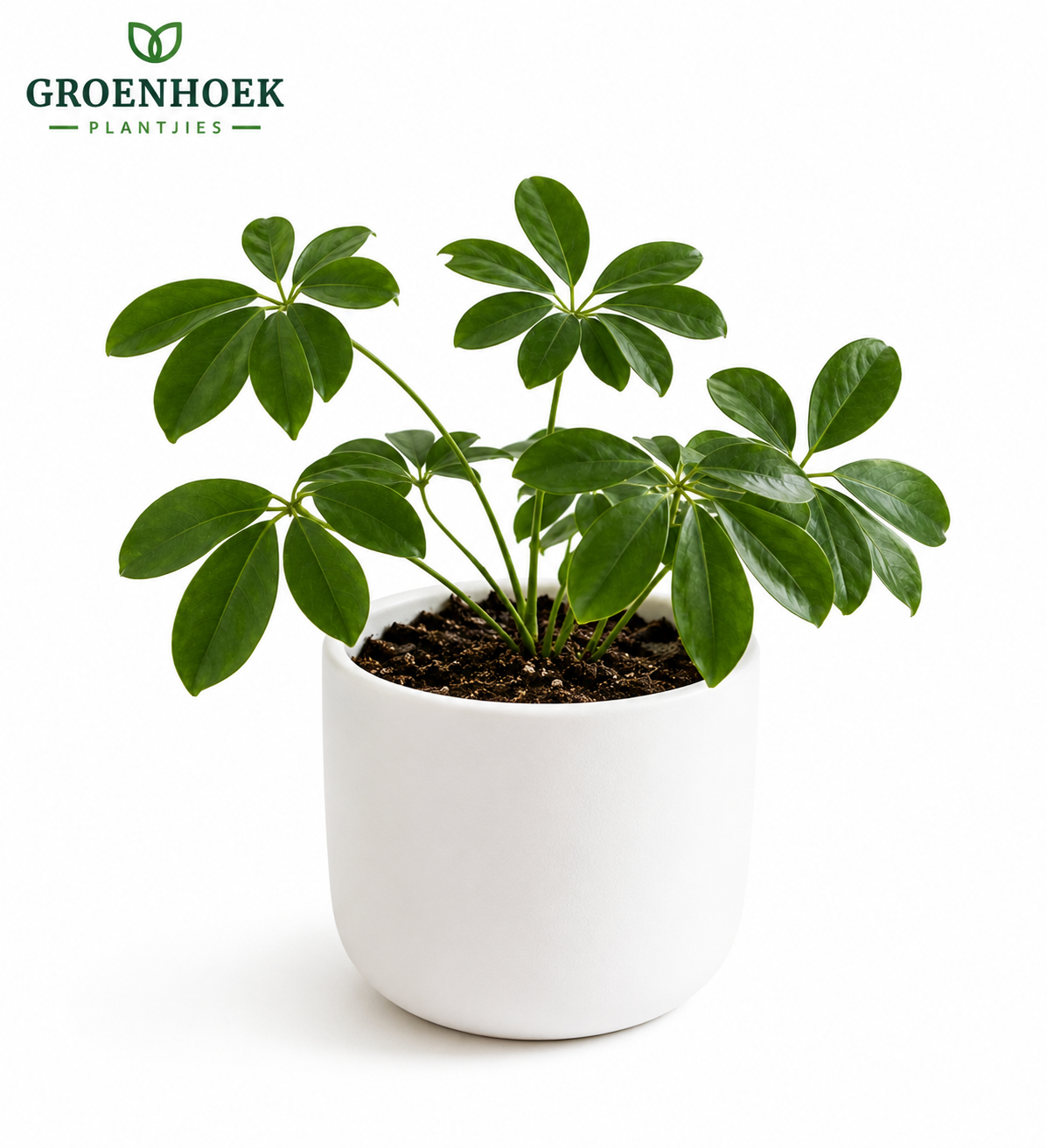 Schefflera (Umbrella Plant)