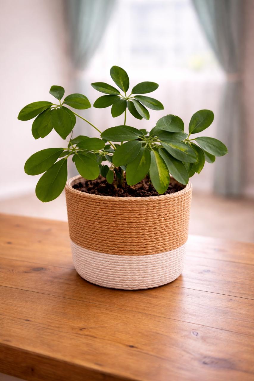 Schefflera (Umbrella Plant)
