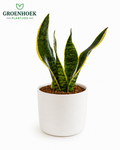 Snake Plant