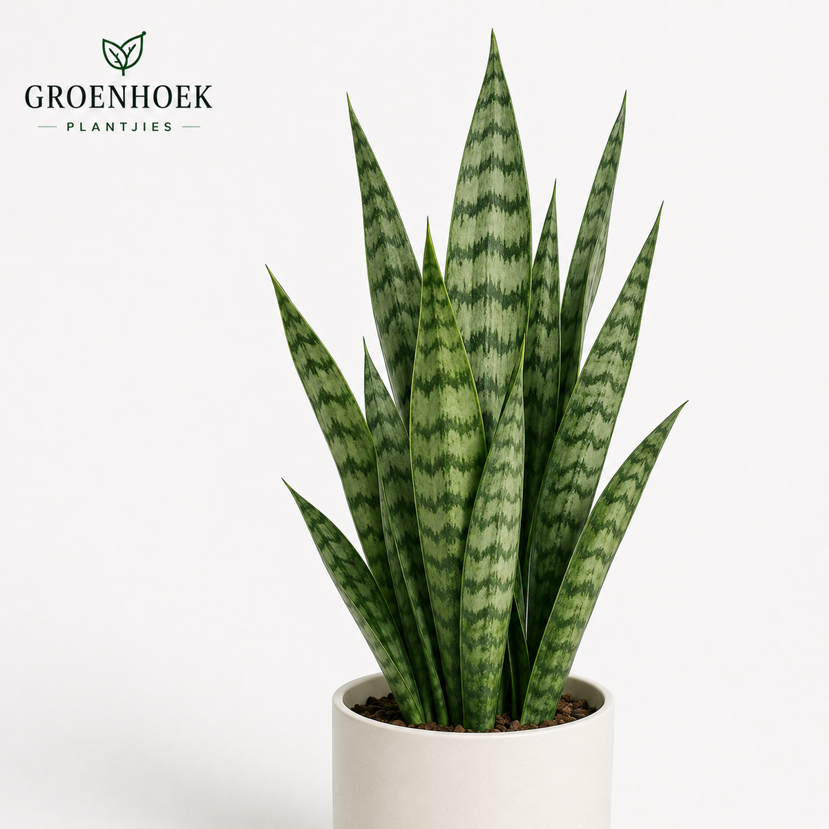 Snakeplant-Zeylanica