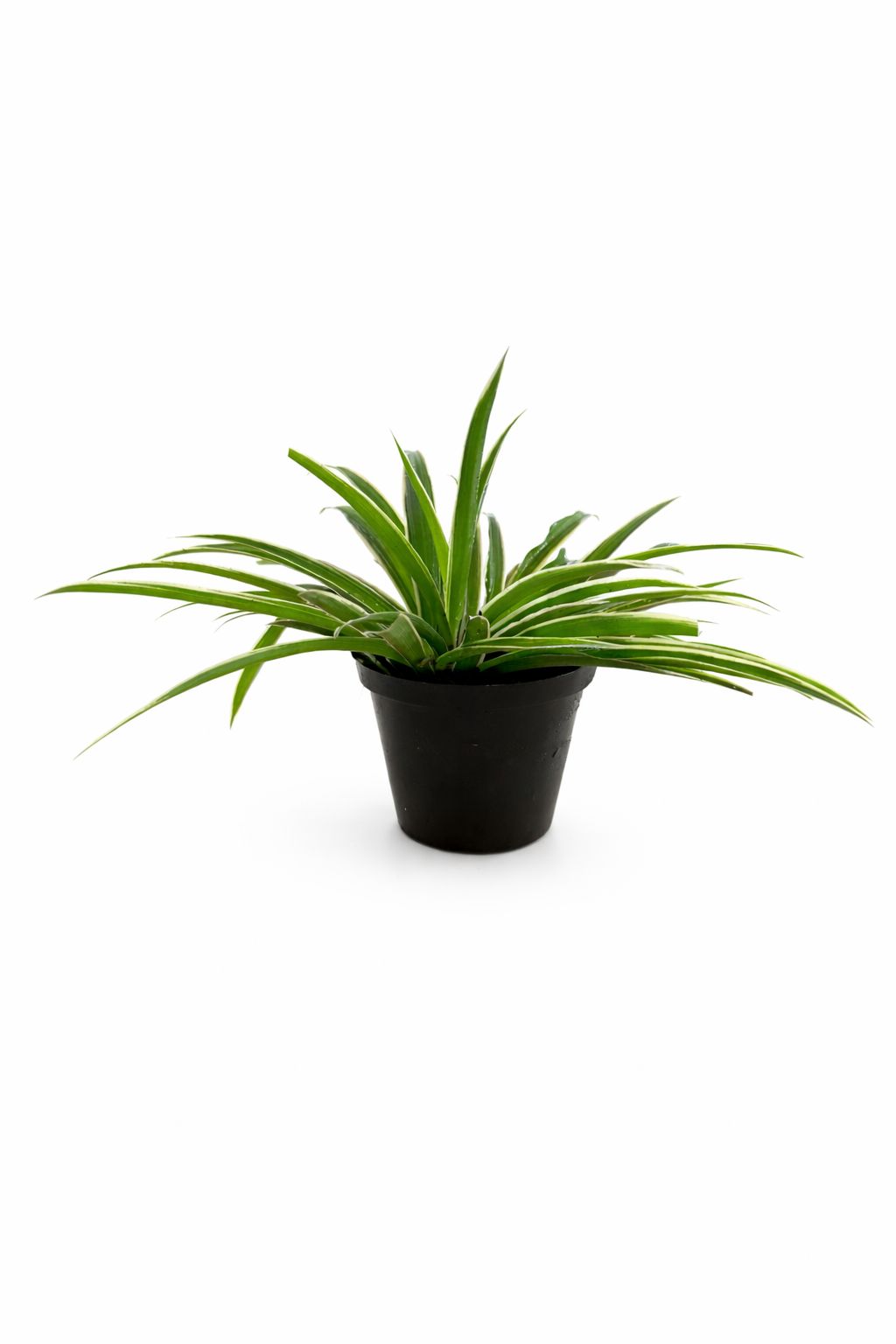 Spider Plant