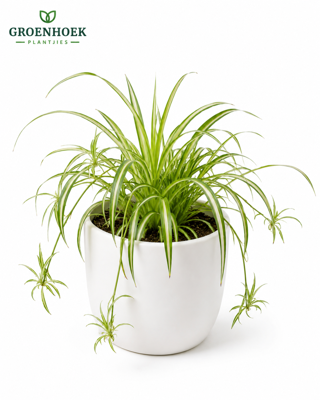 Spider Plant
