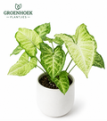 Syngonium-White Butterfly