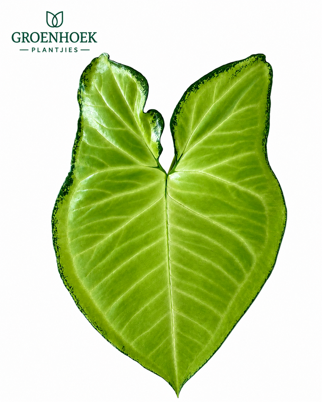 Syngonium-White Butterfly
