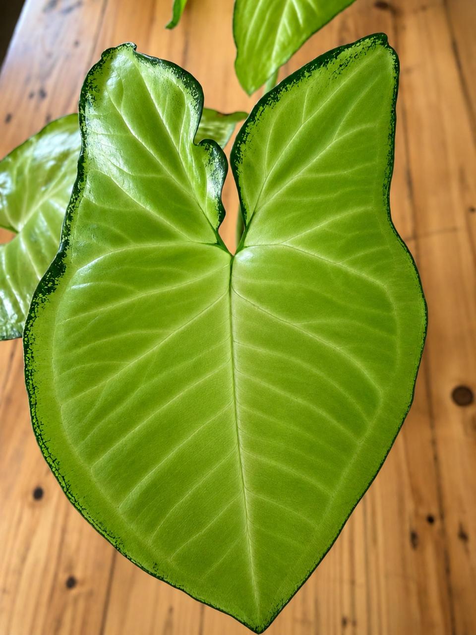 Syngonium-White Butterfly