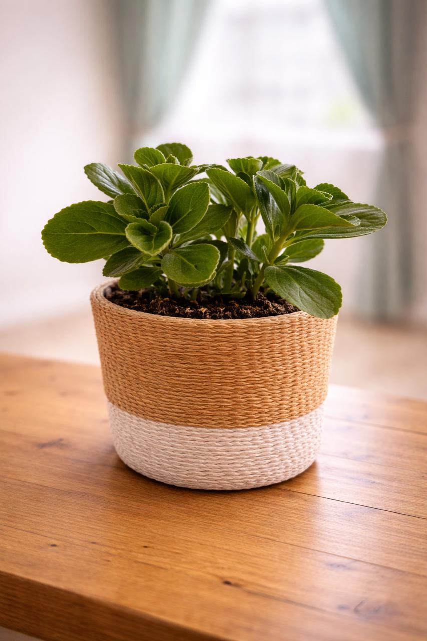 Vicks Plant